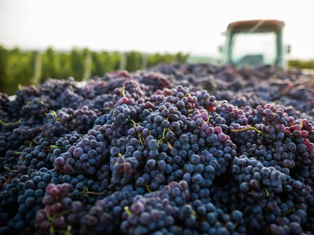 SENASA estableció nuevos controles para el traslado de uvas, pasas y maquinaria